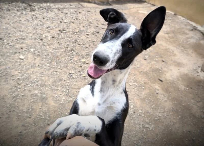 Sunny, wit female puppy Podenco for adoption at description, AL Ridderkerk