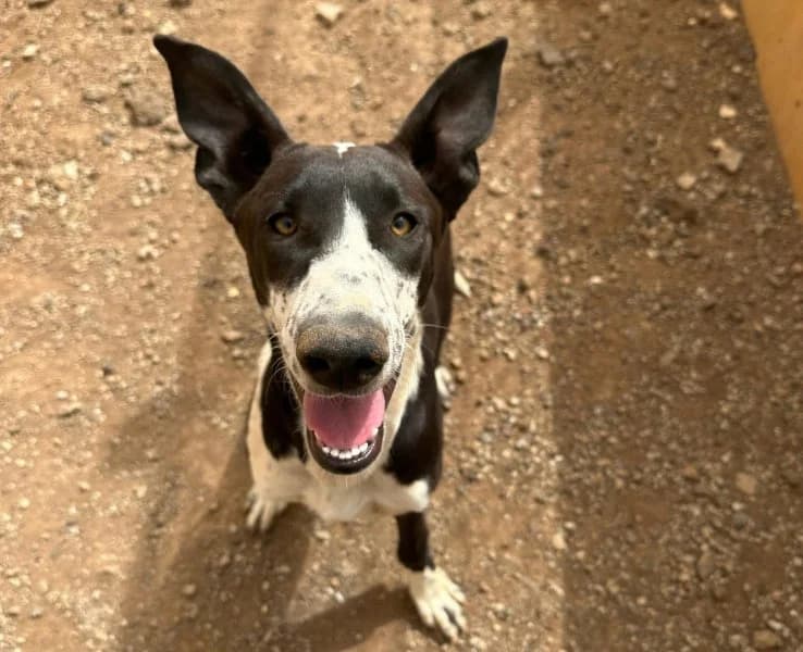 Sheila, female puppy Podenco for adoption at description, AL Ridderkerk