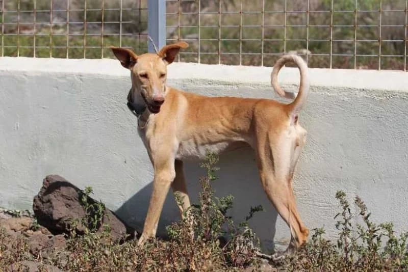 Perla, female young Podenco for adoption at description, AL Ridderkerk