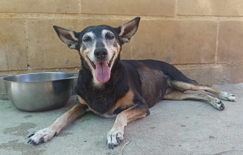 Petra, female senior Podenco for adoption at description, AL Ridderkerk