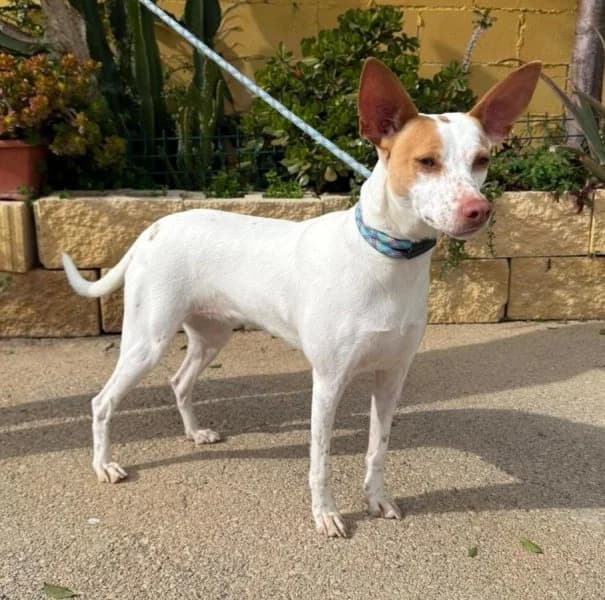 Angélica, female young Podenco for adoption at description, AL Ridderkerk