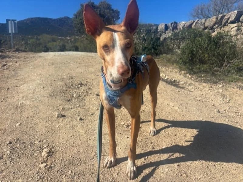 Dobby, male 5yo Podenco for adoption at description, AL Ridderkerk
