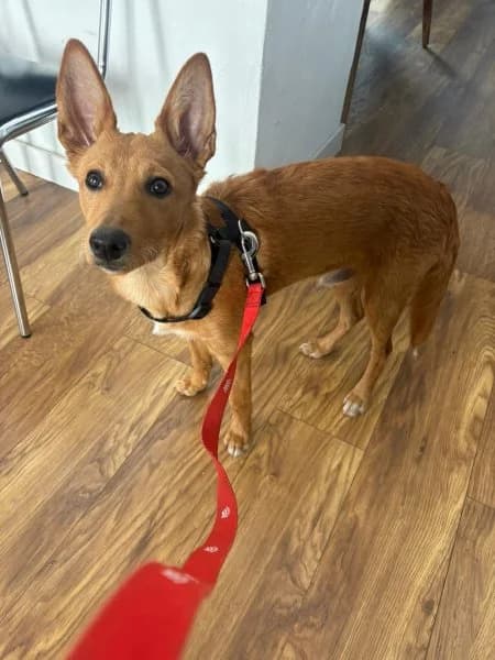Loki, male puppy Podenco for adoption at description, AL Ridderkerk