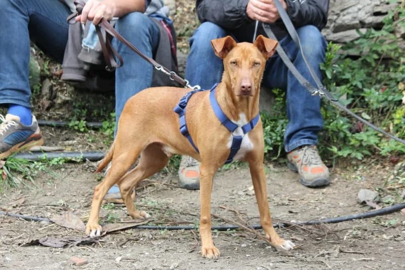 Poldi, male young Podenco for adoption at description, AL Ridderkerk