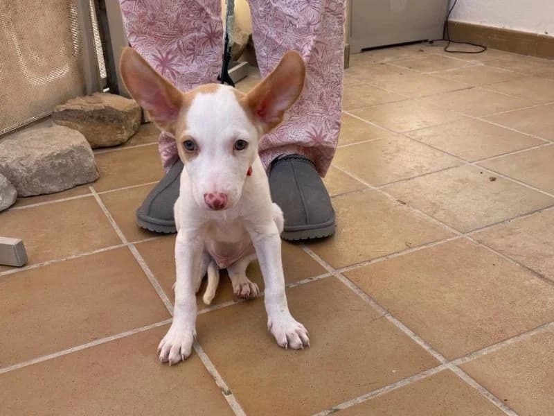 Moon, male puppy Podenco for adoption at description, AL Ridderkerk