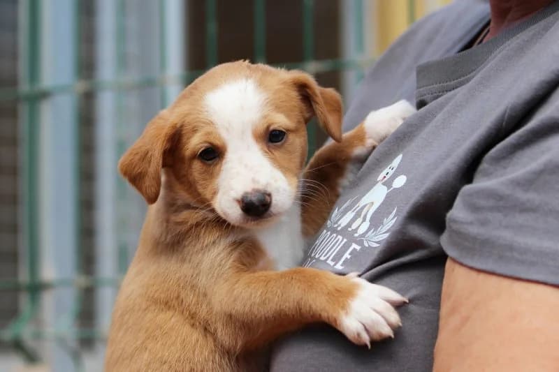 Canela, female puppy Podenco for adoption at description, AL Ridderkerk