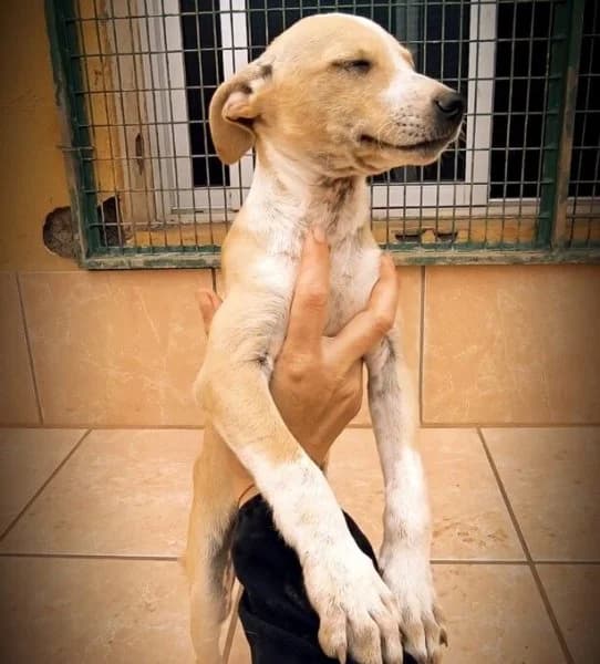 Cosima, female puppy Podenco for adoption at description, AL Ridderkerk