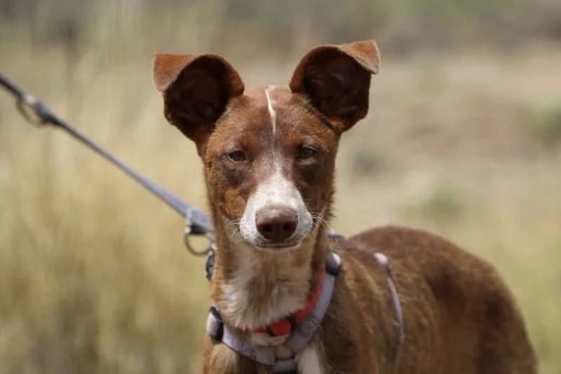 Alwin, male puppy Podenco for adoption at description, AL Ridderkerk