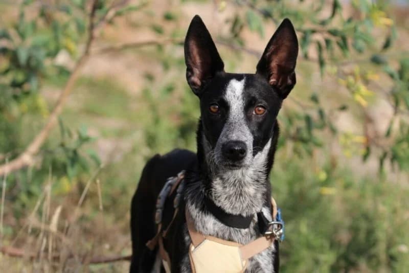 Pamela, female puppy Podenco for adoption at description, AL Ridderkerk