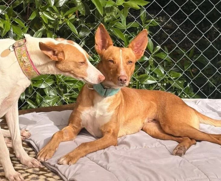 Torrija, female young Podenco for adoption at description, AL Ridderkerk