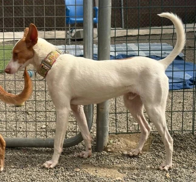 Mollete, male young Podenco for adoption at description, AL Ridderkerk