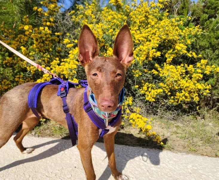 Moana, female young Podenco for adoption at description, AL Ridderkerk