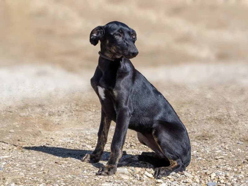 Raven, female puppy Podenco for adoption at description, AL Ridderkerk