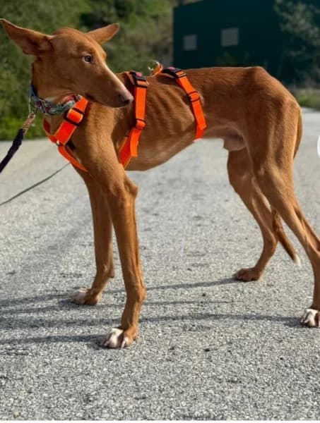 Arun, male young Podenco for adoption at description, AL Ridderkerk