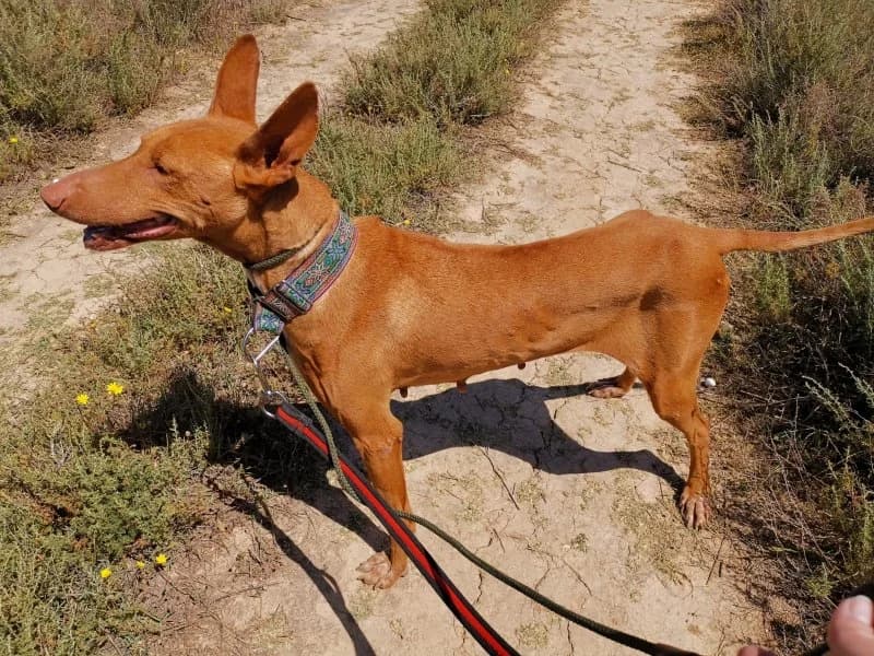 Guanda, female senior Podenco for adoption at description, AL Ridderkerk