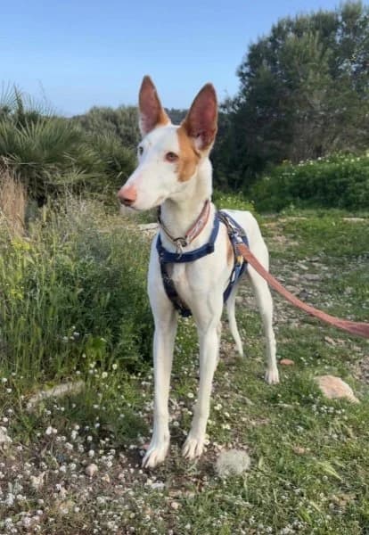 Deejay, male 5yo Podenco for adoption at description, AL Ridderkerk