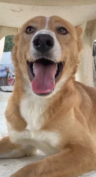 Marlin, male 3yo Podenco for adoption at description, AL Ridderkerk