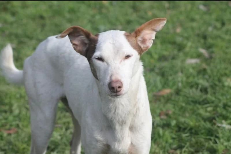 Clark (en Sandro), male senior mixed breed for adoption at description, AL Ridderkerk