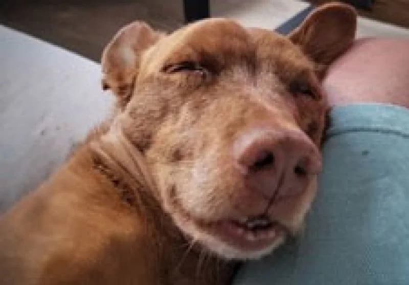 Rato, male senior Podenco for adoption at description, AL Ridderkerk