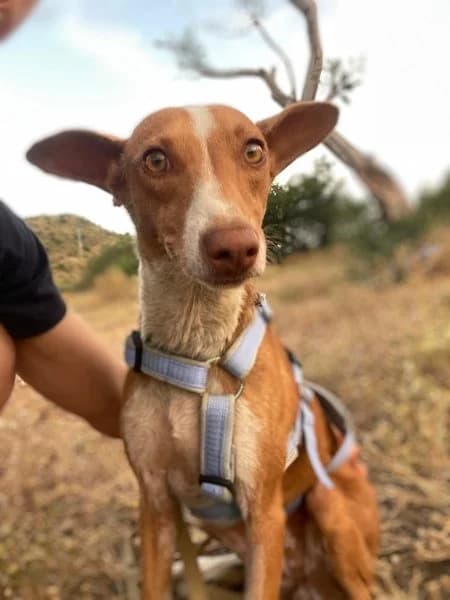 Pauline, wit female young Podenco for adoption at description, AL Ridderkerk