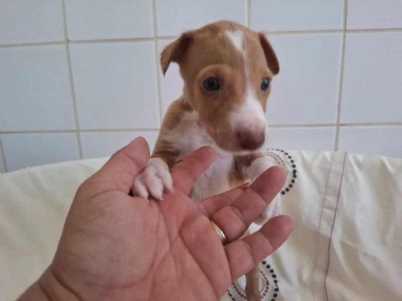 Nugget, male Podenco for adoption at description, AL Ridderkerk