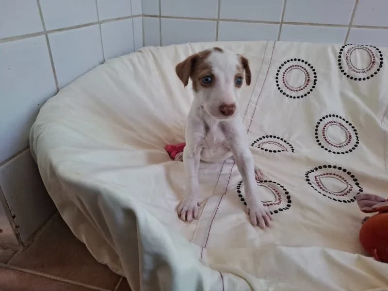 Jellybean, female Podenco for adoption at description, AL Ridderkerk