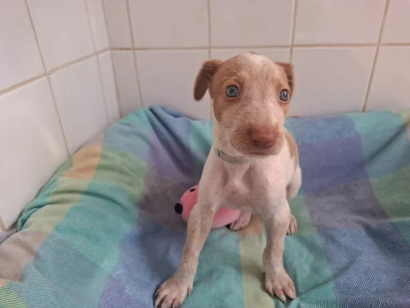 Toffee, female Podenco for adoption at description, AL Ridderkerk