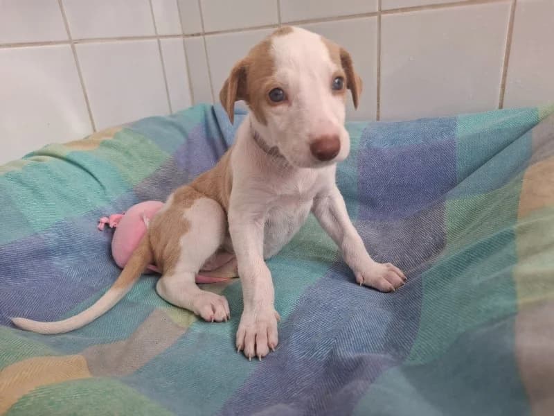 Peanut, female Podenco for adoption at description, AL Ridderkerk