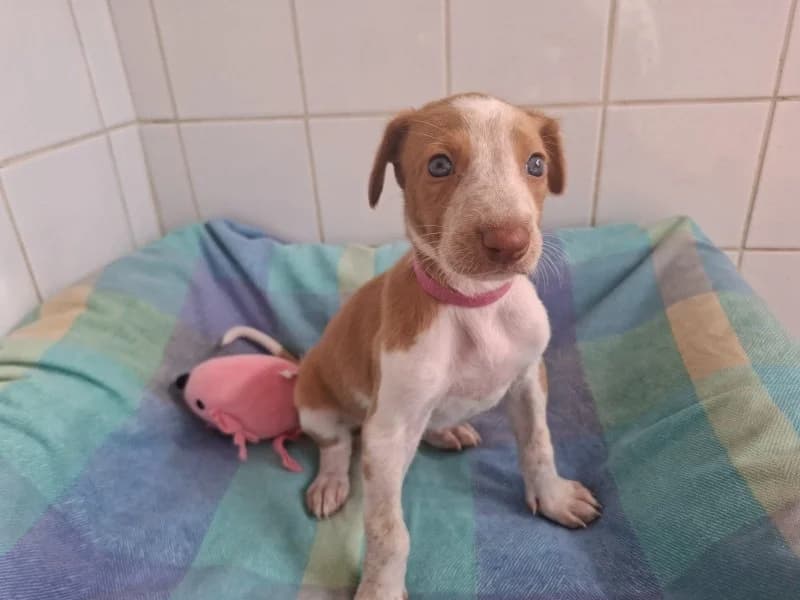Marshmallow, female Podenco for adoption at description, AL Ridderkerk
