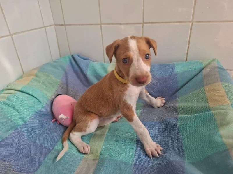 Honey, female Podenco for adoption at description, AL Ridderkerk