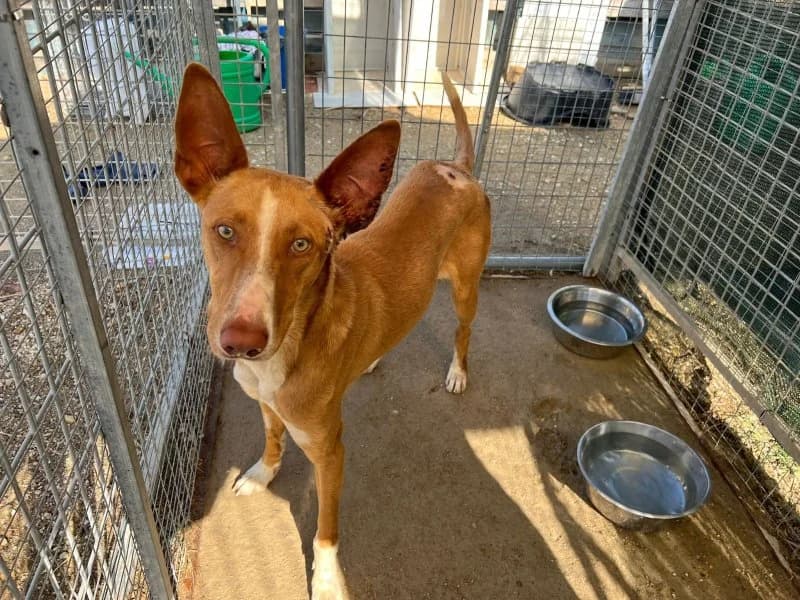 Chance, male puppy Podenco for adoption at description, AL Ridderkerk