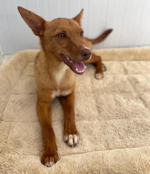 Chilifox, female puppy Podenco for adoption at description, AL Ridderkerk