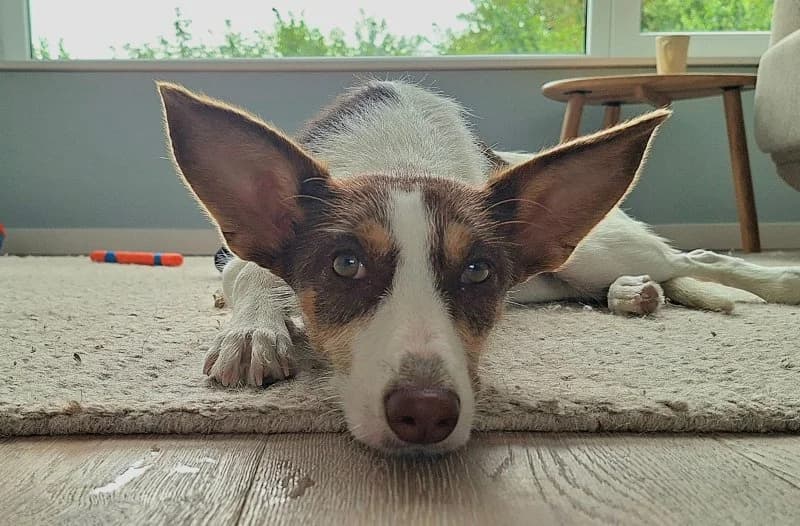 Mimi, female puppy Podenco for adoption at description, AL Ridderkerk
