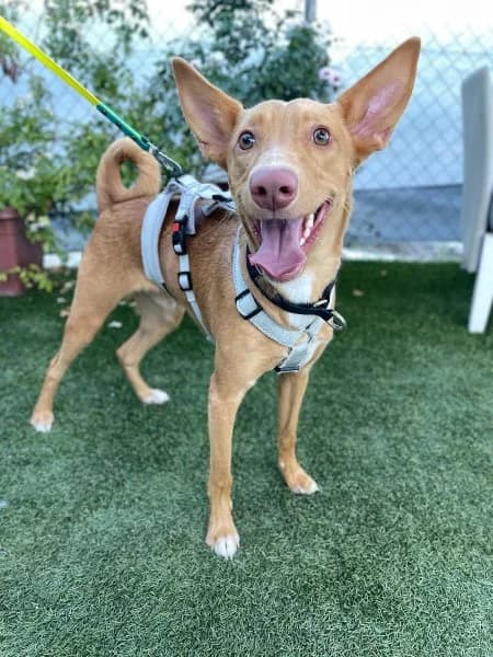 Caramelo, male puppy Podenco for adoption at description, AL Ridderkerk