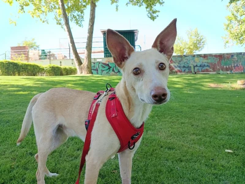John, male 3yo Podenco for adoption at description, AL Ridderkerk