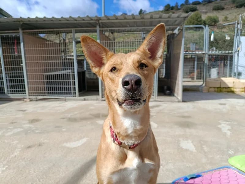 Maya, female young Podenco for adoption at description, AL Ridderkerk