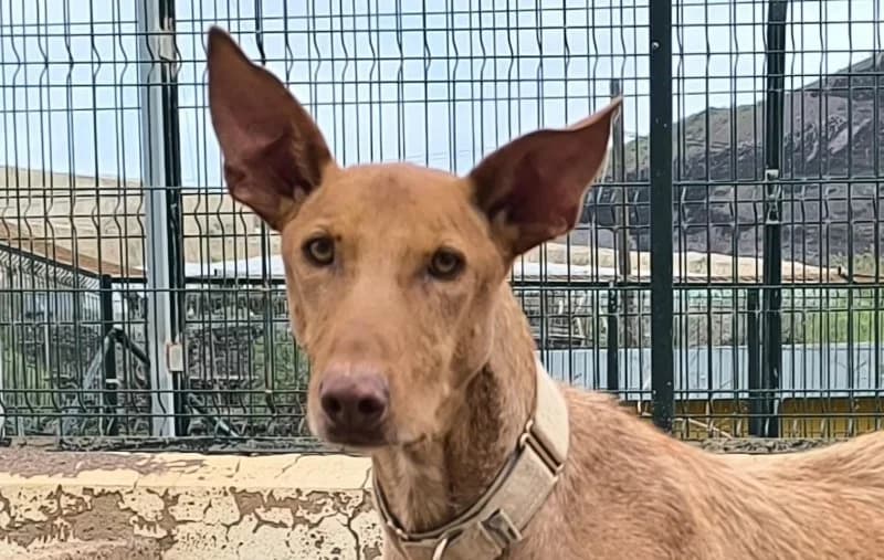 Pablo, male 5yo Podenco for adoption at description, AL Ridderkerk