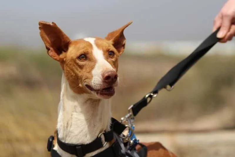 Gabo, male 5yo Podenco for adoption at description, AL Ridderkerk