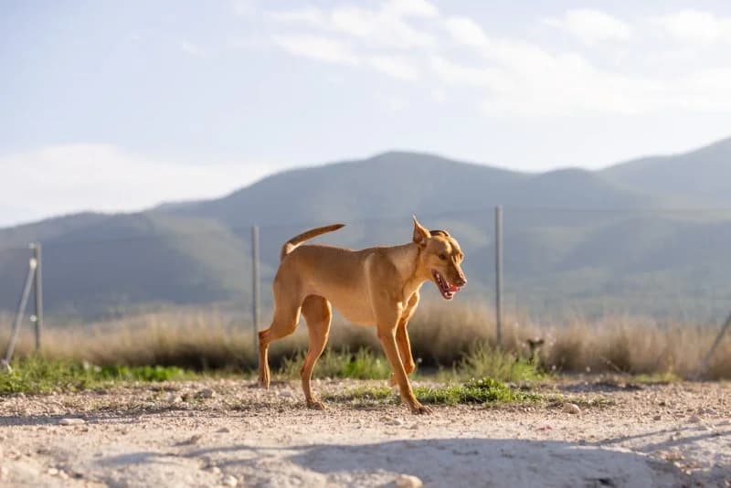 Kika, Podenco (description)