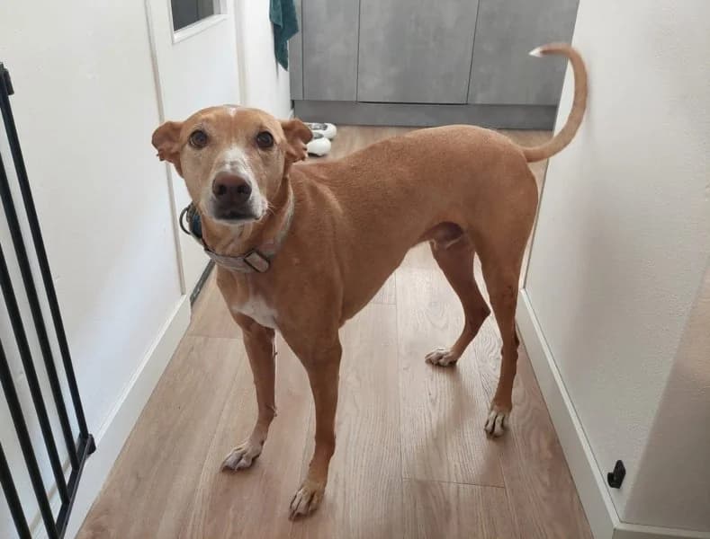 Buck (NL), Podenco (description)