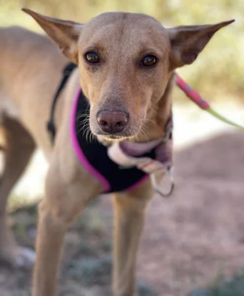 Thelma, Podenco (description)