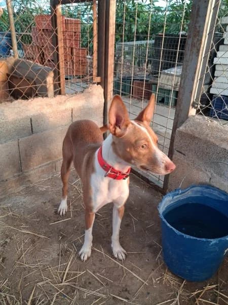 Lola, female young Podenco for adoption at description, AL Ridderkerk