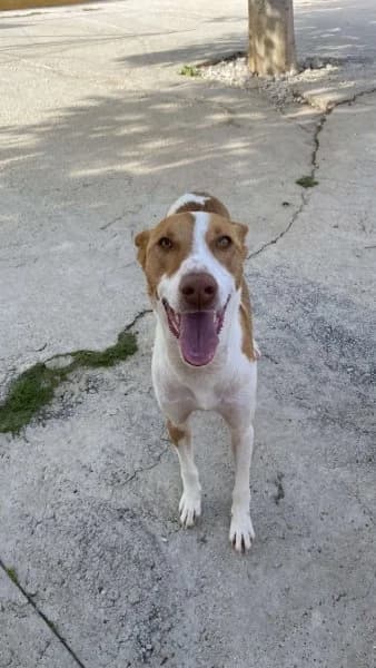 Jazz, male 3yo Podenco for adoption at description, AL Ridderkerk