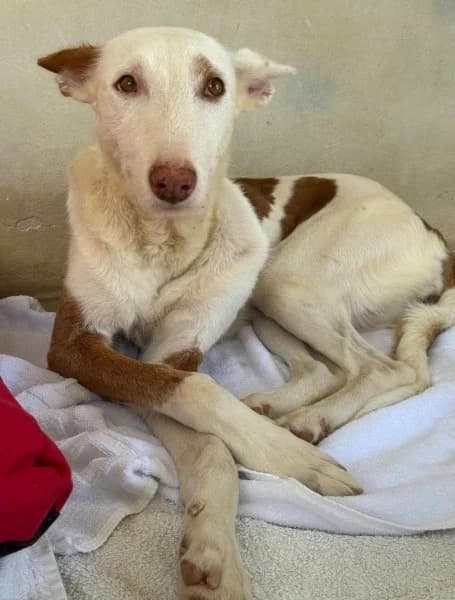 Anna, female 7yo Podenco for adoption at description, AL Ridderkerk