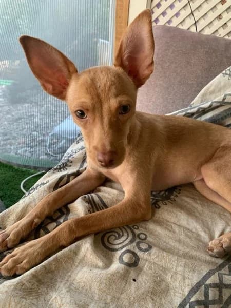 Salvi, male puppy Podenco for adoption at description, AL Ridderkerk