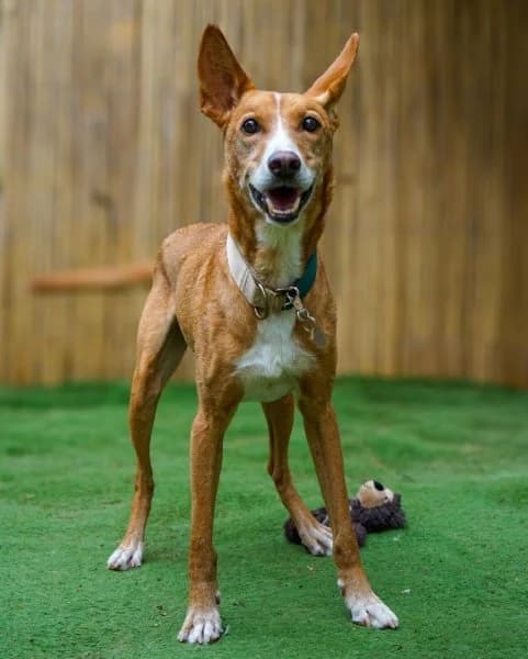 Uncle Fester, male senior Podenco for adoption at description, AL Ridderkerk