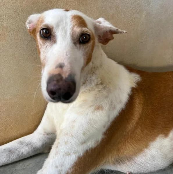 Shelley, female 7yo Podenco for adoption at description, AL Ridderkerk