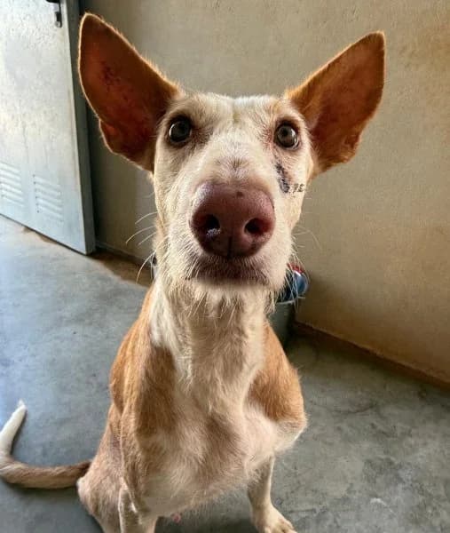Dabby, female senior Podenco for adoption at description, AL Ridderkerk