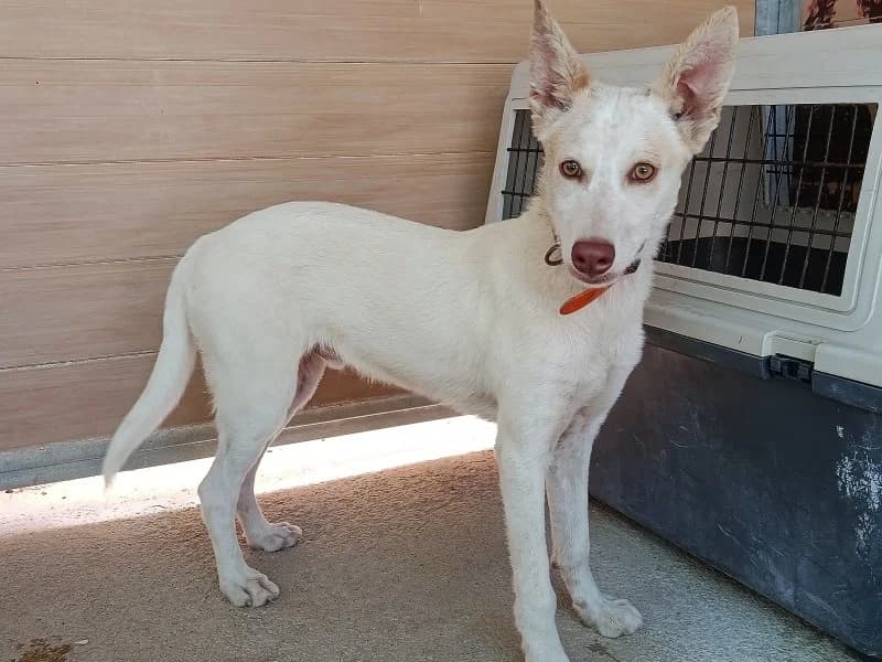 Zazu, male young Podenco for adoption at description, AL Ridderkerk