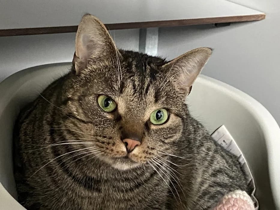 Driesel, male 3yo Mixed Breed for adoption at De Poezenboot, Amsterdam